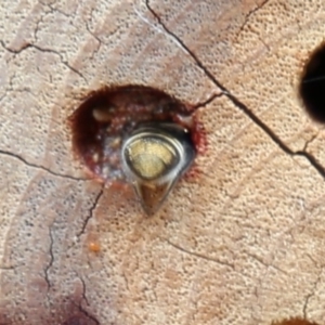Megachile sp. (several subgenera) at Acton, ACT - 13 Dec 2019