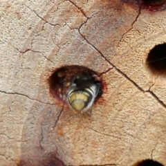 Megachile sp. (several subgenera) at Acton, ACT - 13 Dec 2019