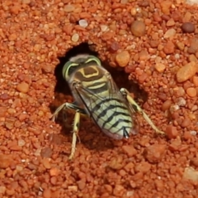 Bembix sp. (genus) (Unidentified Bembix sand wasp) at Hackett, ACT - 13 Dec 2019 by HelenCross