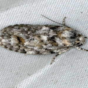Agriophara nodigera at Rosedale, NSW - 15 Nov 2019 08:40 PM