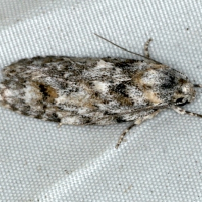 Agriophara nodigera (A Flat-bodied moth (Depressidae) at Rosedale, NSW - 15 Nov 2019 by jb2602