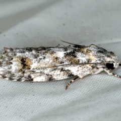 Agriophara nodigera at Rosedale, NSW - 15 Nov 2019 08:40 PM