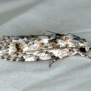 Agriophara nodigera at Rosedale, NSW - 15 Nov 2019 08:40 PM