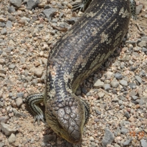 Tiliqua nigrolutea at Bimberi, NSW - 13 Dec 2019