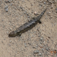 Tiliqua nigrolutea at Bimberi, NSW - 13 Dec 2019