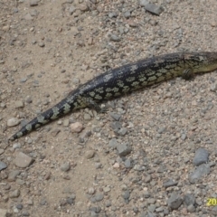 Tiliqua nigrolutea at Bimberi, NSW - 13 Dec 2019