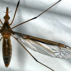 Leptotarsus (Macromastix) costalis (Common Brown Crane Fly) at Rosedale, NSW - 16 Nov 2019 by jb2602