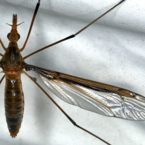 Leptotarsus (Macromastix) costalis at Rosedale, NSW - 16 Nov 2019 09:04 PM