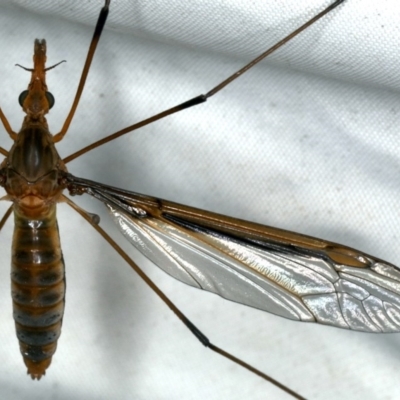 Leptotarsus (Macromastix) costalis (Common Brown Crane Fly) at Rosedale, NSW - 16 Nov 2019 by jb2602