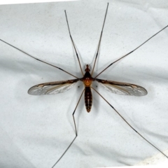 Leptotarsus (Macromastix) costalis at Rosedale, NSW - 16 Nov 2019