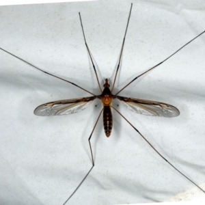 Leptotarsus (Macromastix) costalis at Rosedale, NSW - 16 Nov 2019 09:04 PM