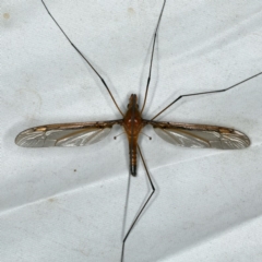 Leptotarsus (Macromastix) costalis at Rosedale, NSW - 16 Nov 2019 09:04 PM