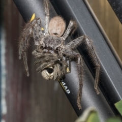 Isopeda (genus) (Huntsman Spider) at Higgins, ACT - 13 Dec 2019 by AlisonMilton