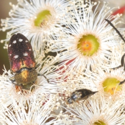 Pachycisseis bicolor (Jewel beetle) at Harolds Cross, NSW - 13 Dec 2019 by Harrisi