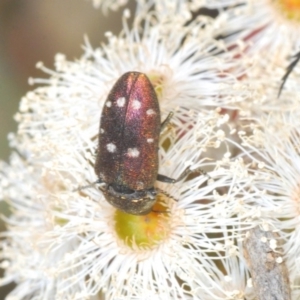 Pachycisseis bicolor at Harolds Cross, NSW - 13 Dec 2019