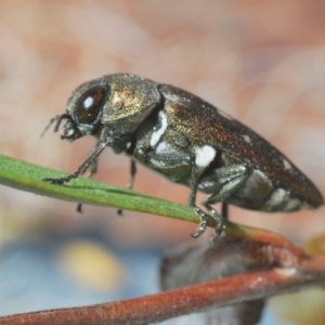 Pachycisseis bicolor at QPRC LGA - 13 Dec 2019 11:12 PM