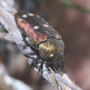 Pachycisseis bicolor at Harolds Cross, NSW - 13 Dec 2019