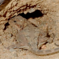 Rankinia diemensis (Mountain Dragon) at Tallaganda National Park - 11 Dec 2019 by Harrisi