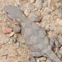 Rankinia diemensis at Harolds Cross, NSW - 11 Dec 2019 04:04 PM