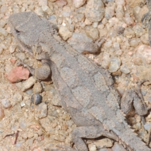 Rankinia diemensis at Harolds Cross, NSW - 11 Dec 2019