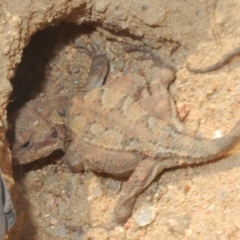 Rankinia diemensis at Harolds Cross, NSW - 11 Dec 2019 04:04 PM