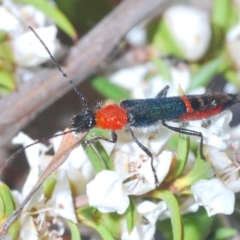 Oroderes mimulus (A longhorn beetle) at Cotter River, ACT - 10 Dec 2019 by Harrisi