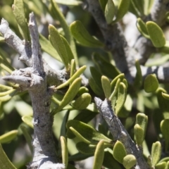 Melicytus angustifolius subsp. divaricatus (Divaricate Tree Violet) at Michelago, NSW - 11 Nov 2018 by Illilanga