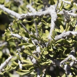 Melicytus angustifolius subsp. divaricatus at Illilanga & Baroona - 11 Nov 2018