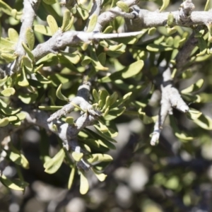 Melicytus angustifolius subsp. divaricatus at Illilanga & Baroona - 11 Nov 2018 10:28 AM