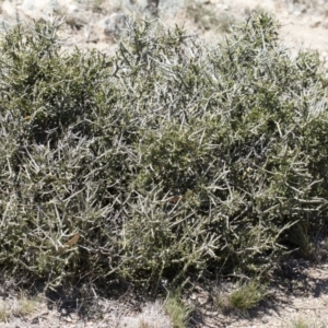 Melicytus angustifolius subsp. divaricatus at Illilanga & Baroona - 11 Nov 2018 10:28 AM