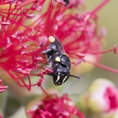 Hylaeus (Hylaeorhiza) nubilosus (A yellow-spotted masked bee) at Michelago, NSW - 18 Nov 2018 by Illilanga