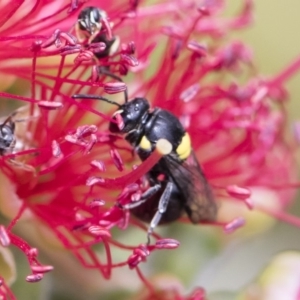 Hylaeus (Hylaeorhiza) nubilosus at Michelago, NSW - 18 Nov 2018 12:35 PM