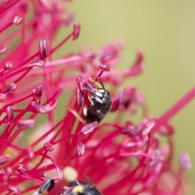 Hylaeus (Prosopisteron) aralis (A native hylaeine bee) at Illilanga & Baroona - 18 Nov 2018 by Illilanga