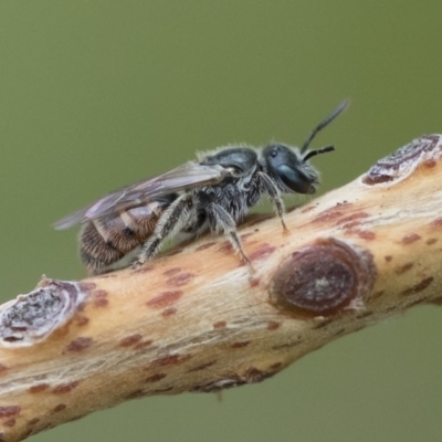 Lasioglossum sp. (genus) (Furrow Bee) at Michelago, NSW - 10 Nov 2018 by Illilanga