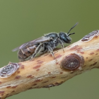 Lasioglossum sp. (genus) (Furrow Bee) at Michelago, NSW - 9 Nov 2018 by Illilanga