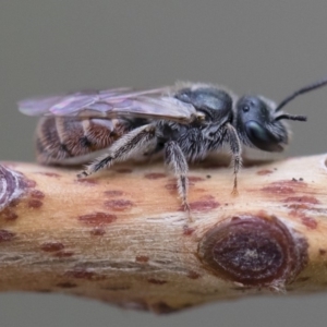 Lasioglossum sp. (genus) at Michelago, NSW - 10 Nov 2018