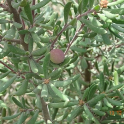 Persoonia subvelutina (Velvety Geebung) at Cotter River, ACT - 13 Dec 2019 by GirtsO