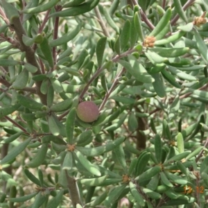 Persoonia subvelutina at Cotter River, ACT - 13 Dec 2019