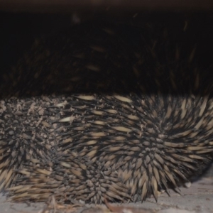 Tachyglossus aculeatus at Wamboin, NSW - 3 Oct 2019 07:03 PM