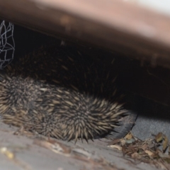 Tachyglossus aculeatus at Wamboin, NSW - 3 Oct 2019 07:03 PM