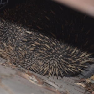 Tachyglossus aculeatus at Wamboin, NSW - 3 Oct 2019 07:03 PM