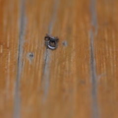 Maratus pavonis at Wamboin, NSW - 16 Nov 2019