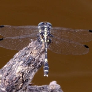 Austroepigomphus praeruptus at suppressed - suppressed