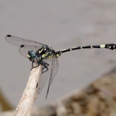 Austroepigomphus praeruptus at suppressed - suppressed