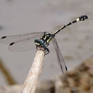 Austroepigomphus praeruptus at suppressed - suppressed