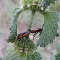 Marrubium vulgare (Horehound) at Gigerline Nature Reserve - 11 Nov 2019 by michaelb