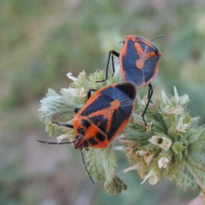 Agonoscelis rutila (Horehound bug) at Gigerline Nature Reserve - 11 Nov 2019 by michaelb