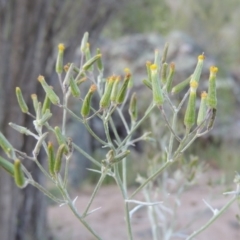 Senecio quadridentatus (Cotton Fireweed) at Gigerline Nature Reserve - 11 Nov 2019 by michaelb