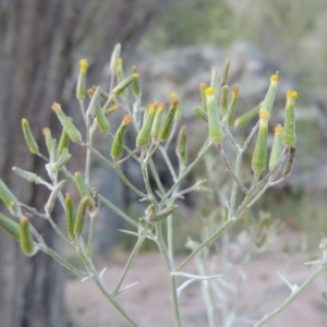 Senecio quadridentatus at Tennent, ACT - 11 Nov 2019