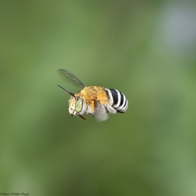 Amegilla (Zonamegilla) asserta (Blue Banded Bee) at Macgregor, ACT - 13 Dec 2019 by Roger